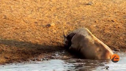 3 Lions Attack Black Rhino Thats Stuck in Mud - TinyJuke.com