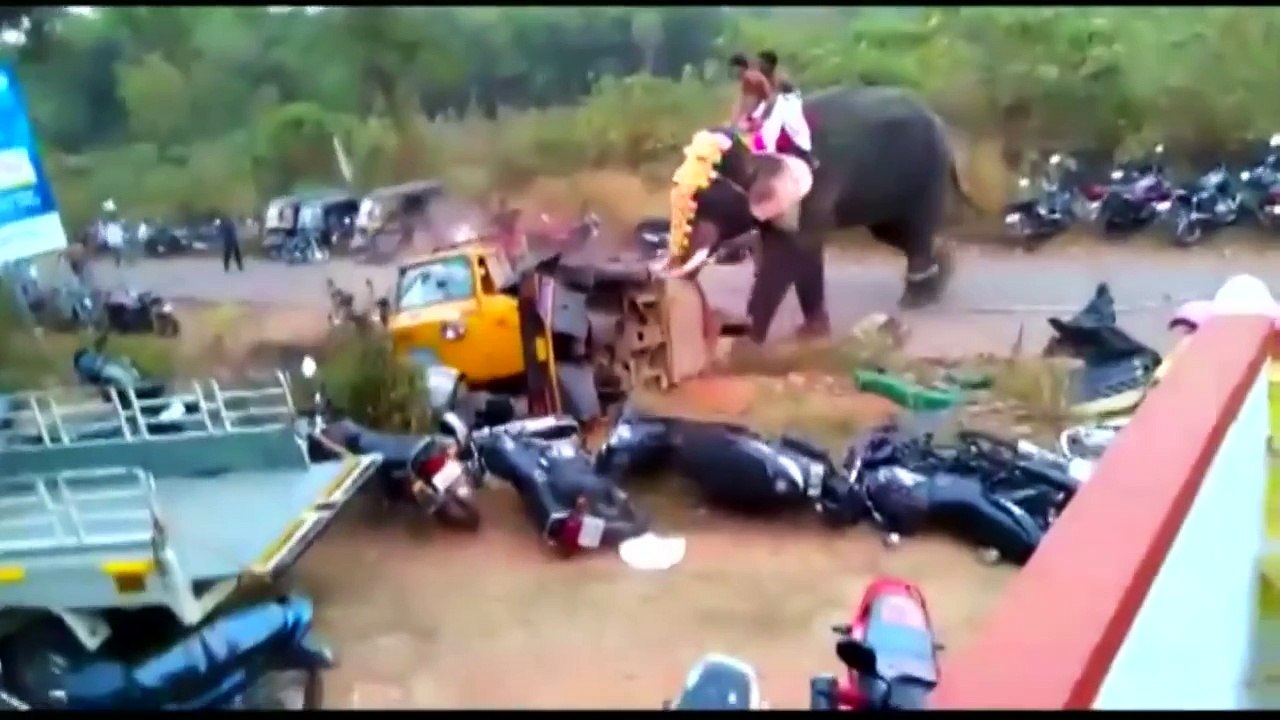 Elephant runs amok in southern India, flings vehicles