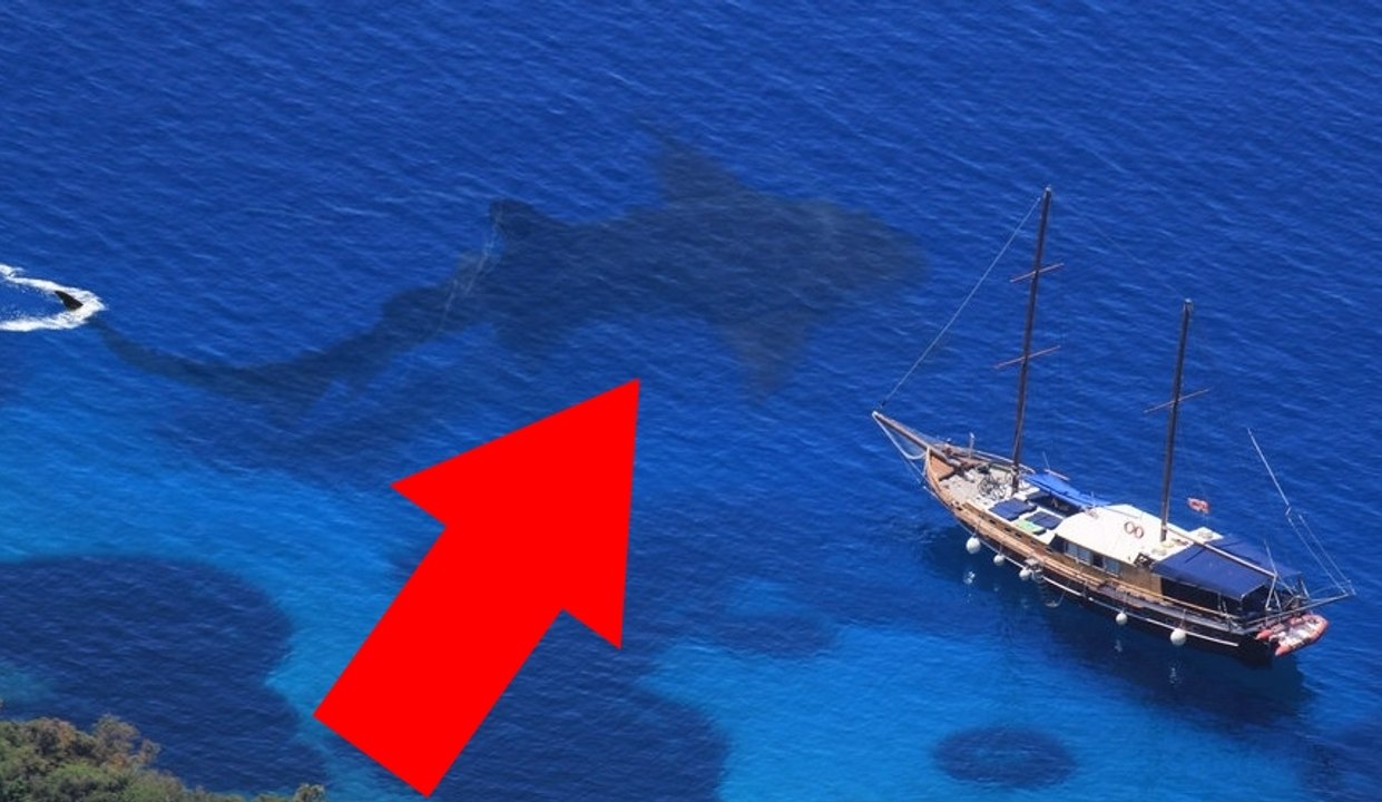 Biggest Sharks Ever - Megalodons! - THEY ARE STILL ALIVE! 2016