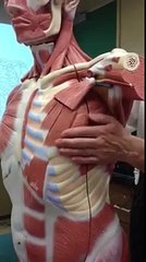 Muscles of respiration (continue) & upper extremity