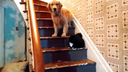 Funny Cats Video - Real Fun!!