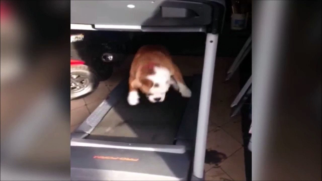 Ce chien a trouvé une nouvelle façon de faire tu tapis de course...