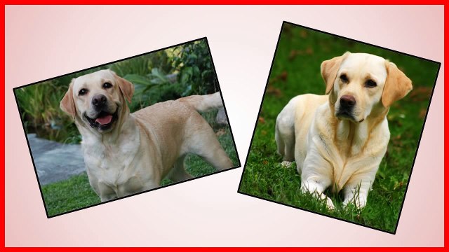 Top 5 breeds of dogs | Las 5 mejores razas de perros