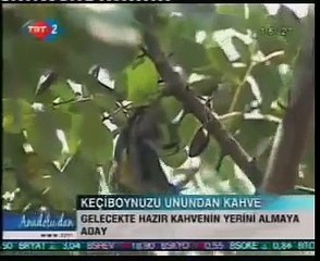 keçiboynuzu pekmezinin faydaları fiyatı harnup pekmezi kilo aldırır mı nasıl yapılır