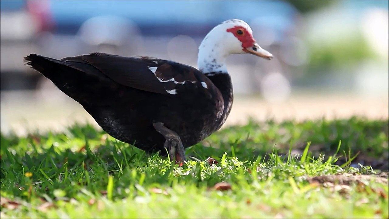 Ducks