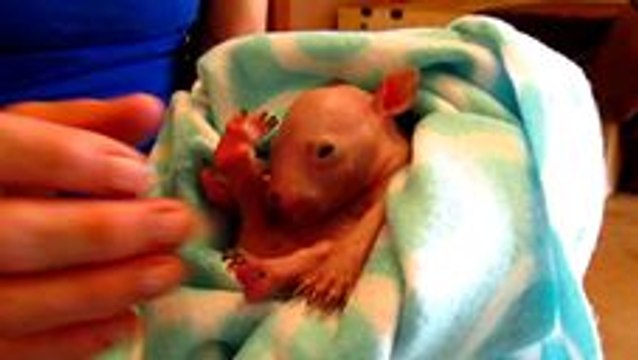 Wombat Joey Rescued From Mother's Pouch