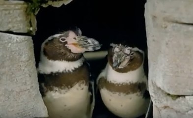 Un couple de manchots homosexuels adopte un œuf