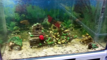 85 Adet Yavru Balığı, Büyük Akvaryuma Attık