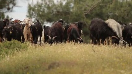 Koyun ve Keçi Sütü Fiyatları Artmaya Devam Ediyor