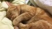 Un Chat qui suce son pouce pour s'endormir