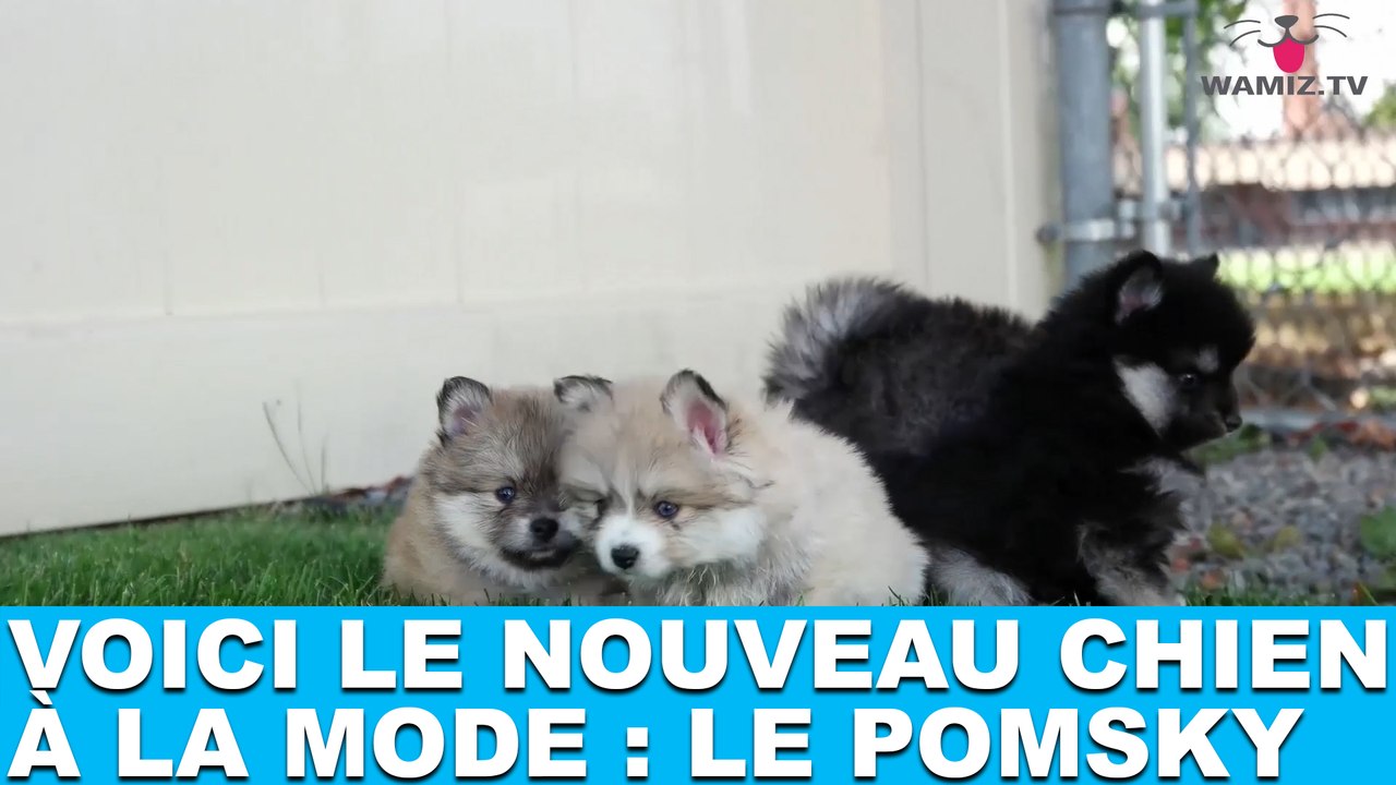 Voici le nouveau chien à la mode : le Pomsky ! Tout de suite dans la minute chien #160