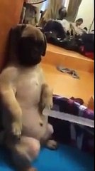 Dạy dỗ chó cực kỳ đáng yêu