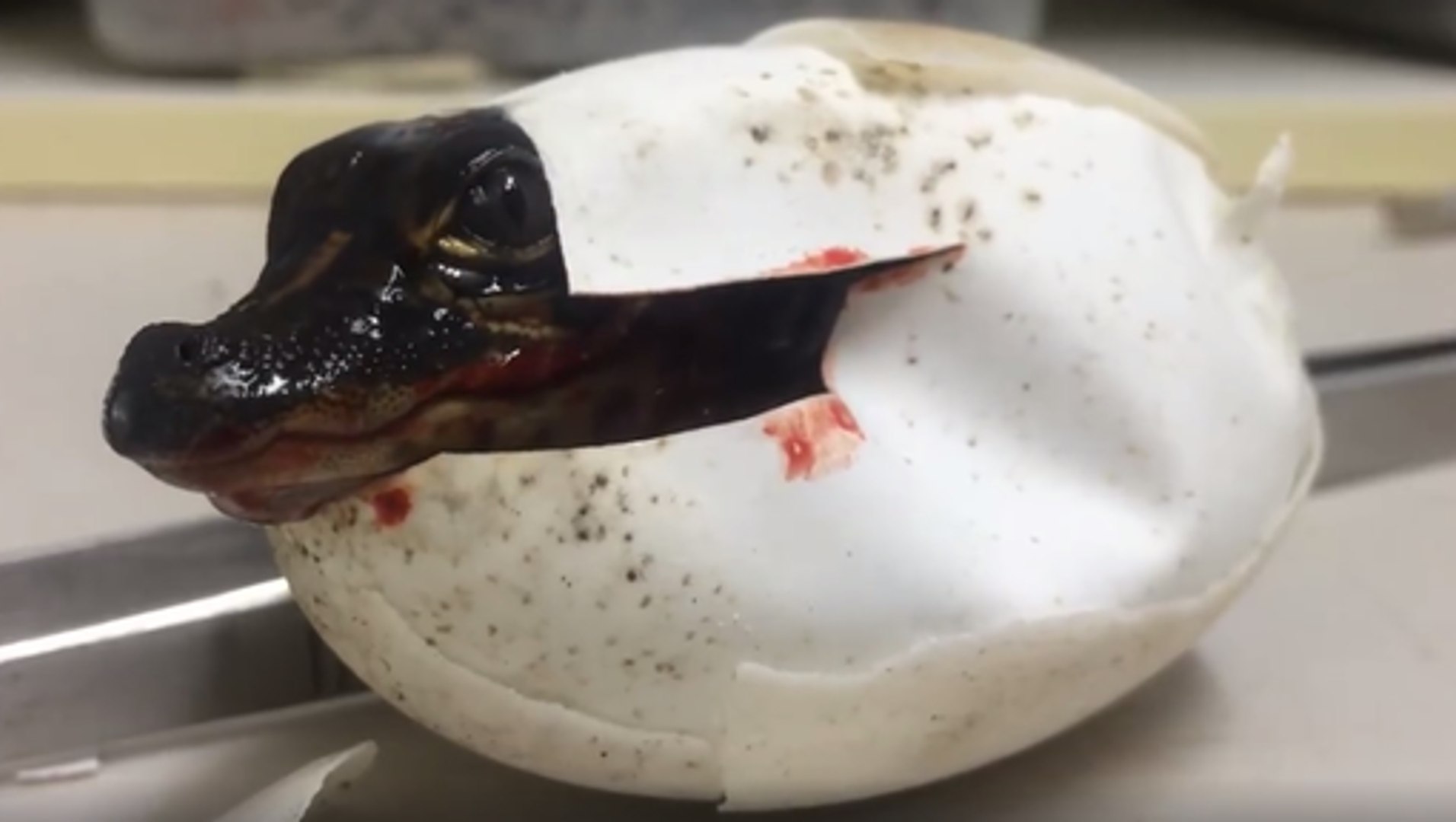 L Eclosion D Un Oeuf D Alligator Video Dailymotion