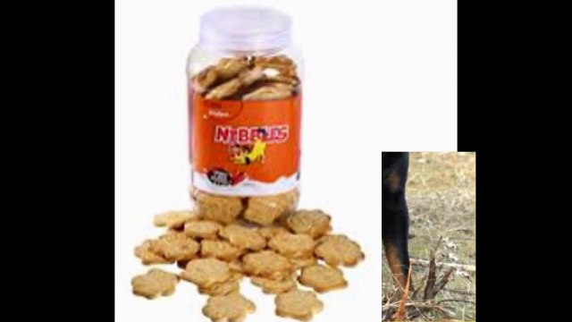 Dog Boarding San Marcos