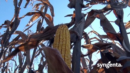 Ko nije sejao Pako - taj je plak'o_443_12.03.2016.