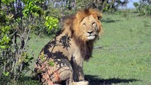 African-animals-The-Lion-Mating-Wild-animals