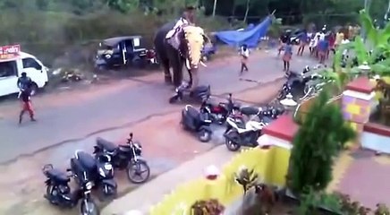 En Inde, un éléphant en colère détruit des véhicules