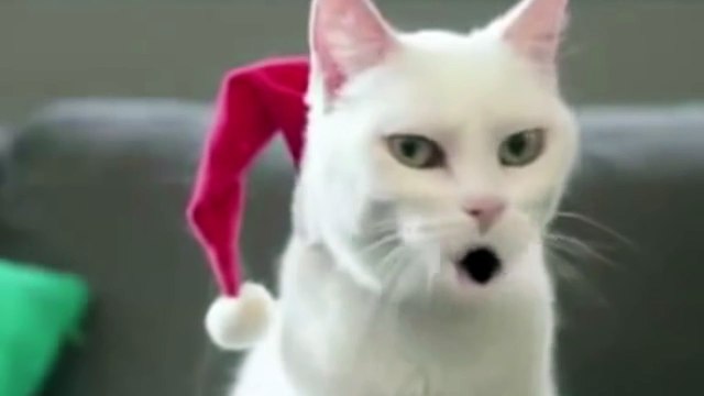 Потап и Настя feat. Бьянка Стиль собачки (Премьера клипа Рэп Кот, 2016)