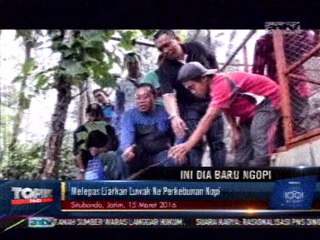 Surga Kopi Luwak di Situbondo, Jawa Timur