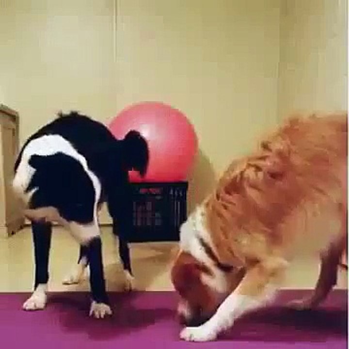 Border Collies Dancing