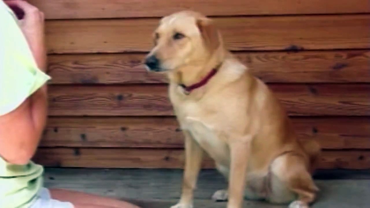 Dog Loves to Play Patty Cake
