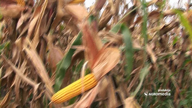 Hibridi kukuruza za sve! Šumadinac, Delija, Bećar i Sremac
