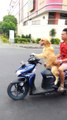 Ce chien conduit un scooter et porte des lunettes de soleil?!? La Classe!