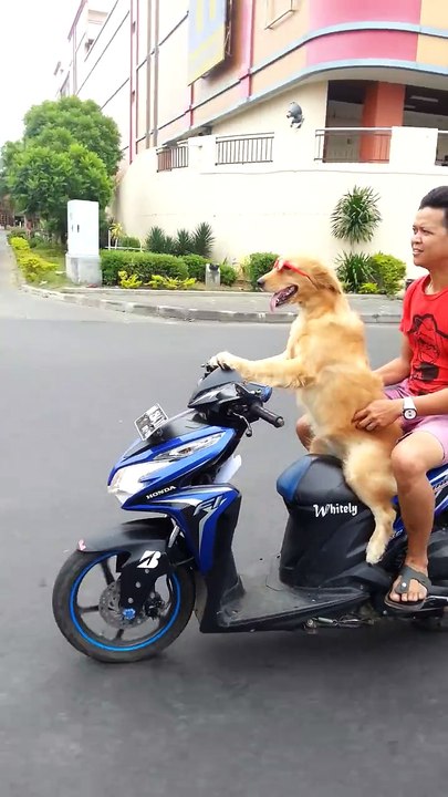 Ce chien conduit un scooter et porte des lunettes de soleil?!? La Classe!