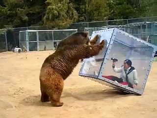 Cam Kutu İçinde Ayıyla Baş Başa Kalan Kadın Yok Böyle Bir Şe