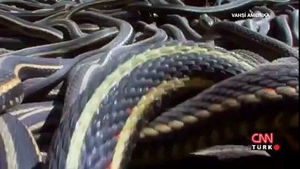 Çiftleşmek İçin 30 Bin Erkeği Bekleten Dişi Yılan Yok Böyle