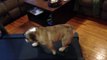Bulldog Sits on Treadmill - Funny Animals Channel
