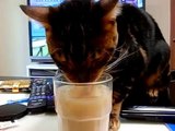 ベンガル猫ピーターはアイスミルクティーがお好き