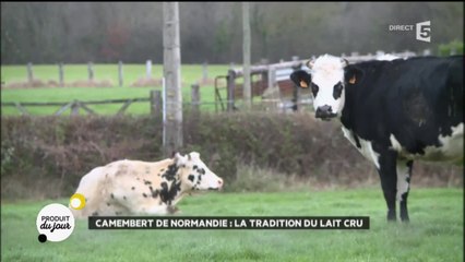 Camembert de Normandie : la tradition du lait cru