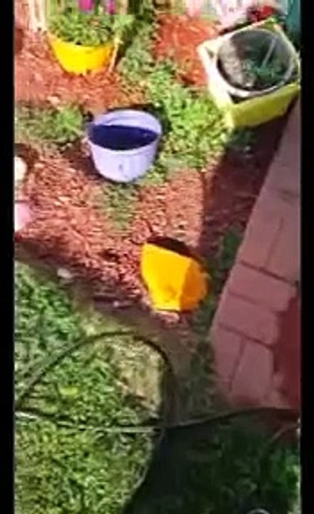 Stamp man takes an unwanted bath