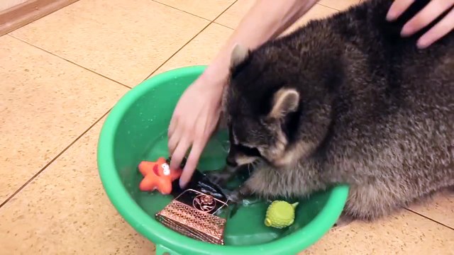 His Human Films His Raccoon Washing His Favorite Toys