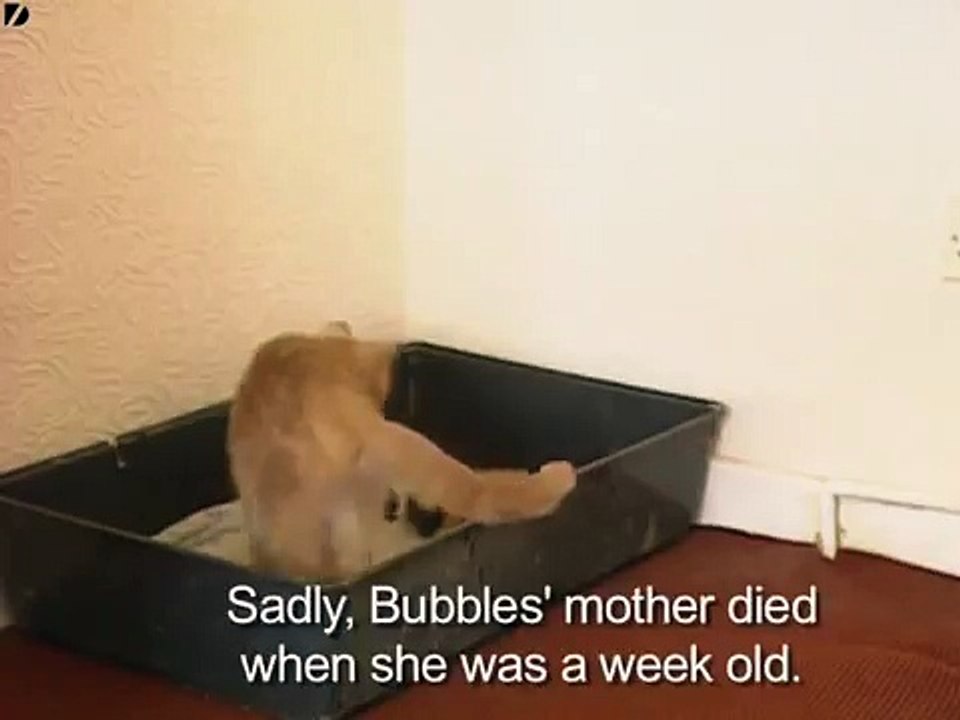 This Cat Found A Baby Rabbit - What She Does With It Left Mom Completely Stunned