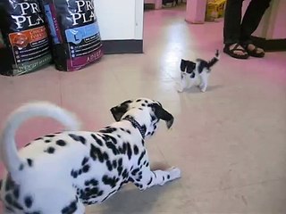 Télécharger la video: Per la prima volta, questo dalmata, incontra un gatto. Ecco la sua reazione!