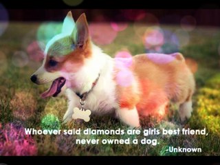 Amazing Dog Quotes that Prove that Dogs are Man's Best Friend