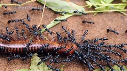 Team Of Micro Robots Join Forces And Move A Car