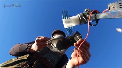 speed plucks (1080p)