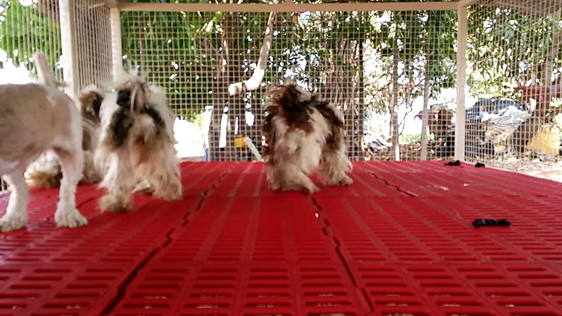 Shih Tzu Imported 4 Sale In Mumbai Maharashtra India Call 0