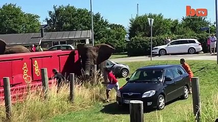 Fil Kendisine Eziyet Eden Bakıcısının Otomobiline Bakın Ne Y