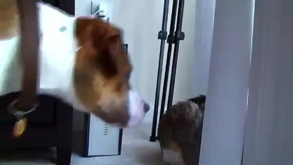Cat slaps Dog multiple times!!!! - Downloaded from youpak.com