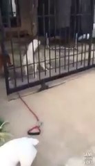 ดู เชอบัว ยูโร มายา ตอนที่ 4 แม่ไม่ต้อง...เดี๋ยวนู๋ดูแลพี่บัวเอง