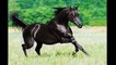 Atlar aşiret atları Arabiya dünyanın en güzel