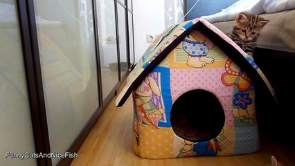 I m Paris  the sweetest and most playful girl Cute and Funny Kitten