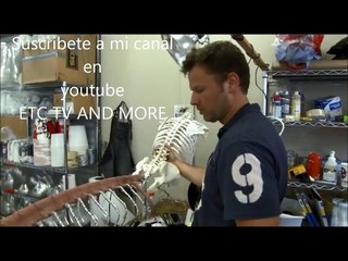 La verdad de la sirena encontrada en Mexico