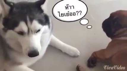 ดู เชอบัว ยูโร มายา ตอนที่ 1 เอิ่บบ!!! แม่รู้ว่าบัวเกลียดแมลงวัน