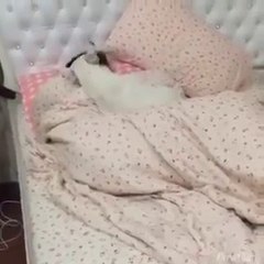 ดู เชอบัว ยูโร มายา ตอนที่ 3 ตามติดที่นอนหมา Celeb