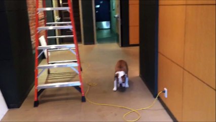 Un bulldog a peur de marcher devant une échelle.. Marche arrière toute !